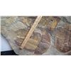 Image 5 : Fossil: Large Trilobite Plate, Trilobite Cluster (Olenellus, 525-550 mil yrs)