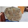 Image 6 : Fossil: Large Trilobite Plate, Trilobite Cluster (Olenellus, 525-550 mil yrs)