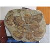Image 7 : Fossil: Large Trilobite Plate, Trilobite Cluster (Olenellus, 525-550 mil yrs)