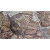 Image 9 : Fossil: Large Trilobite Plate, Trilobite Cluster (Olenellus, 525-550 mil yrs)