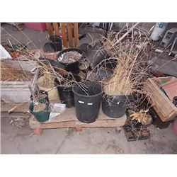 SKID OF PLANT POTS