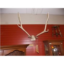 LARGE MOUNTED DEER ANTLERS WITH TICKET NUMBER AND BULLET SHELL