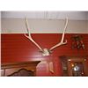 Image 1 : LARGE MOUNTED DEER ANTLERS WITH TICKET NUMBER AND BULLET SHELL