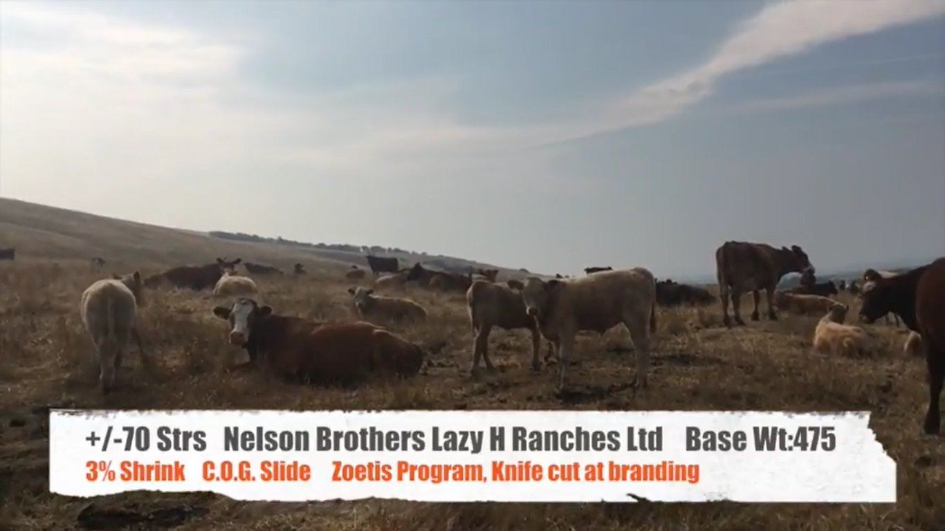 Nelson Brothers Lazy H Ranch - Longview, AB +/- Steers