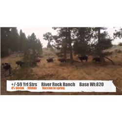 River Rock Ranch-Princeton, BC +/- Yearling Steers