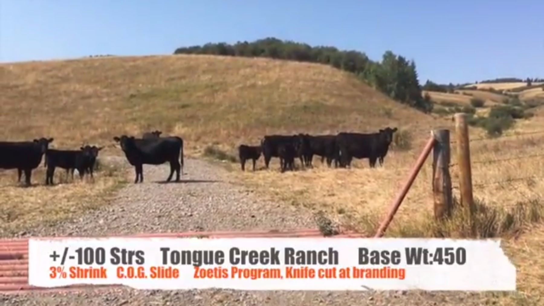 Tongue Creek Ranch Black Diamond, AB +/ Steers