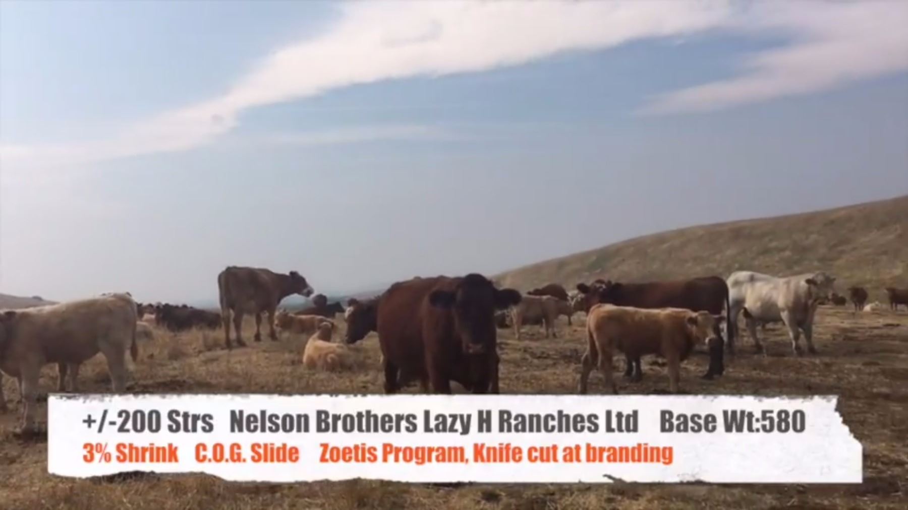 Nelson Brothers Lazy H Ranch - Longview, AB +/- Steers