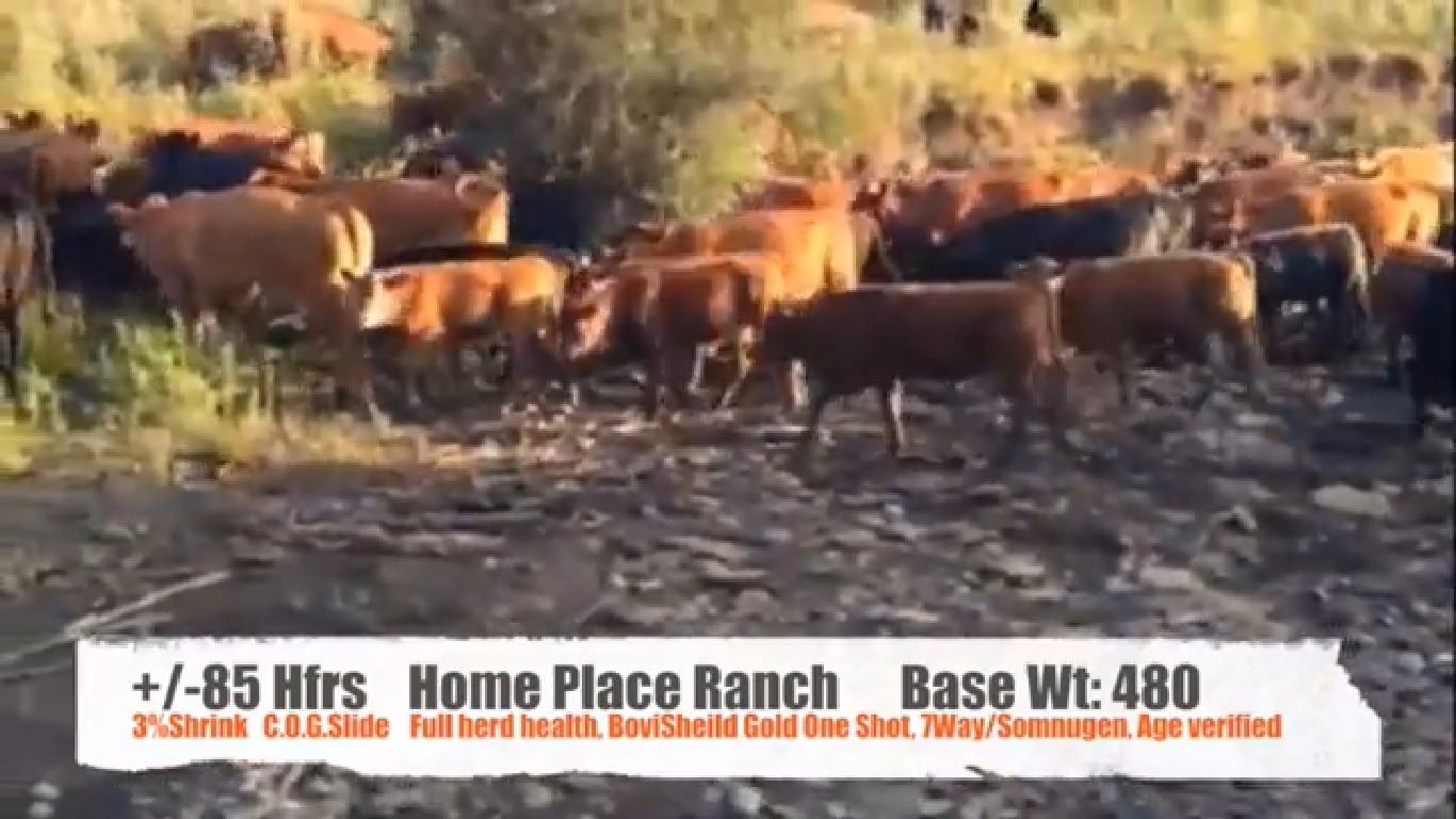 Home Place Ranch-Nanton, AB +/- Heifers