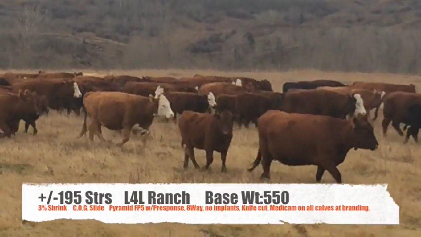 L4L RanchStavely, AB +/ Steers