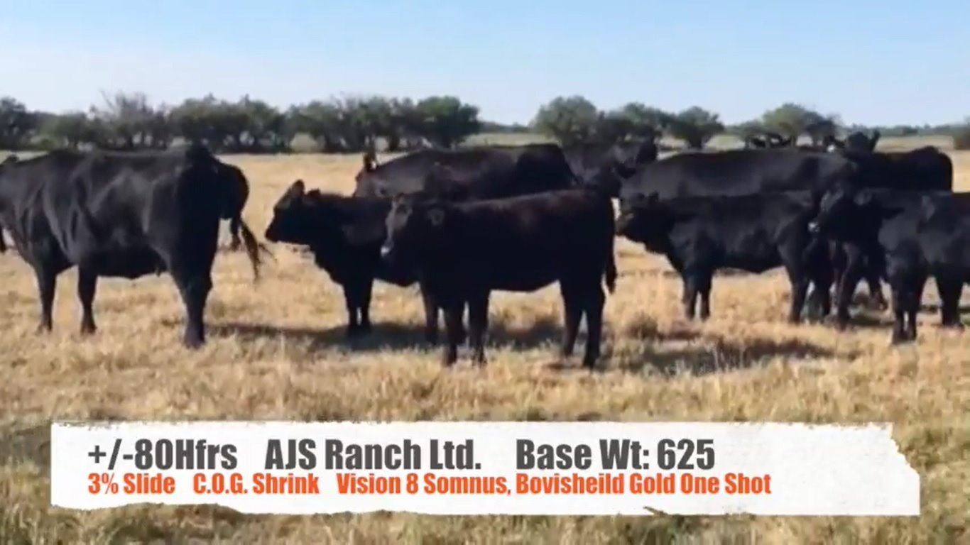 AJS Ranch Ltd.-Big Valley, AB +/- Heifers