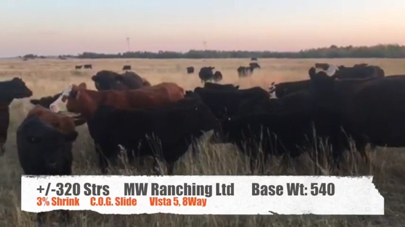 MW Ranching LtdCastor, AB +/ Steers