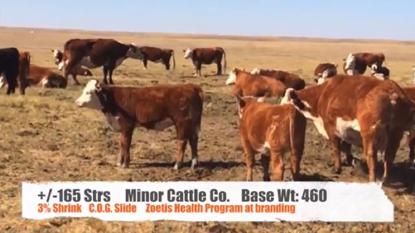 Minor Cattle Co. Bindloss, AB +/ Steers