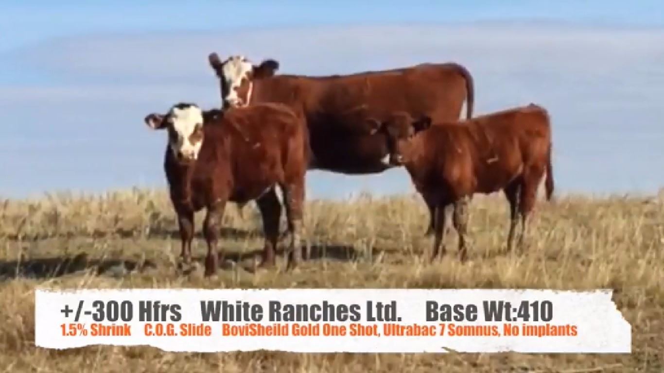 White Ranches - Shaunavon, SK +/- Heifers