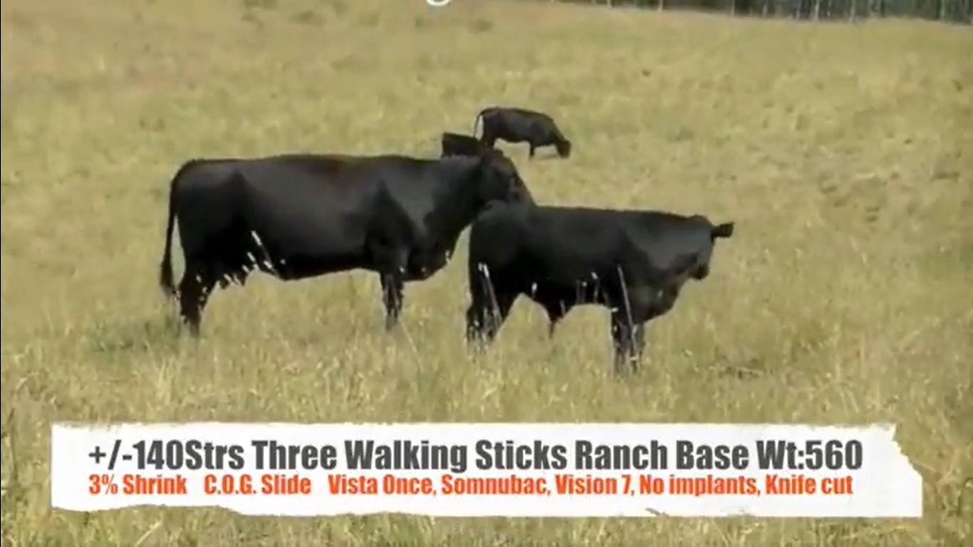 Three Walking Sticks RanchClaresholm, AB +/ Steers