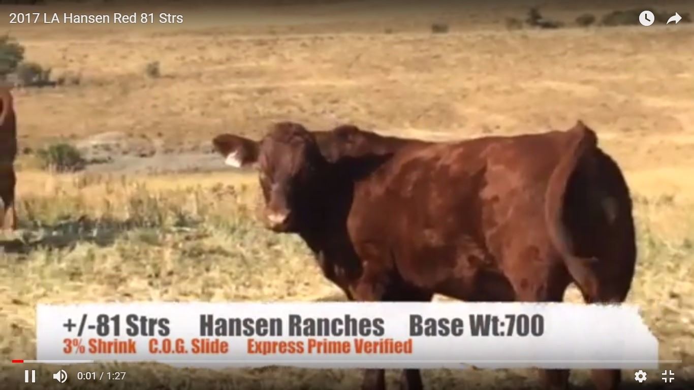 Hansen Ranches-Cardston, AB +/- Steers