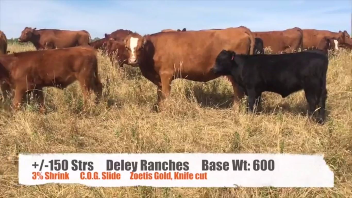 Deley RanchesPincher Creek, AB +/ Steers