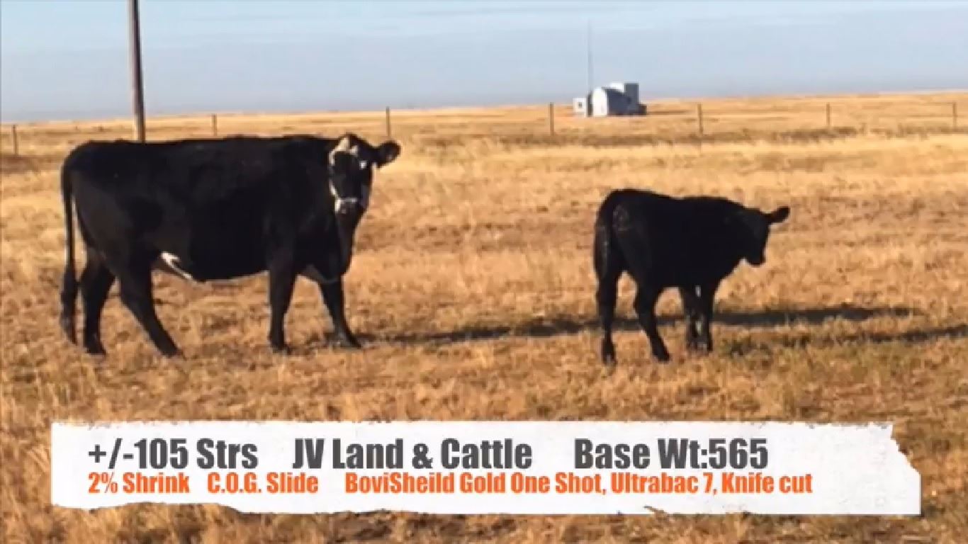 JV Land & CattleFinnegan, AB +/ Steers