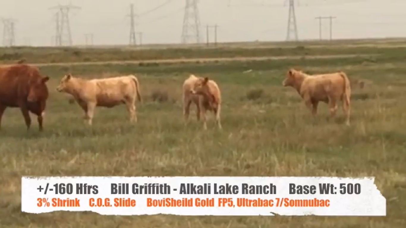 Bill Griffith/Alkali Lake Ranch Cessford, AB +/ Heifers