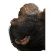 Image 2 : 28 DAYS LATER (2002) - Laboratory Chimp Autopsy Body