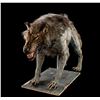 Image 2 : 300 (2006) - Wolf Stand-In Puppet
