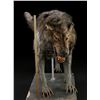 Image 7 : 300 (2006) - Wolf Stand-In Puppet