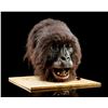 Image 2 : GORILLAS IN THE MIST (1988) - Simba Animatronic ‘Screaming' Head