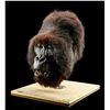 Image 2 : GORILLAS IN THE MIST (1988) - Digit Animatronic Head