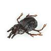 Image 2 : INDIANA JONES AND THE TEMPLE OF DOOM (1984) - Banquet Beetle