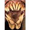 Image 11 : PREDATORS (2010) - SFX Predator Hell-Hound Puppet