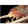 Image 17 : PREDATORS (2010) - SFX Predator Hell-Hound Puppet
