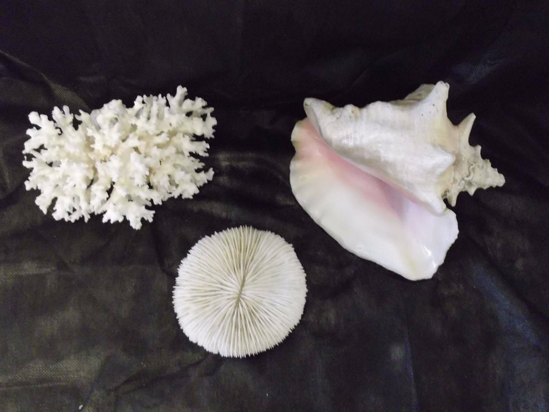 Natural White Coral Reef Specimens And Large Queen Conch Shell