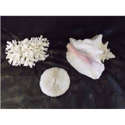 Natural White Coral Reef Specimens And Large Queen Conch Shell