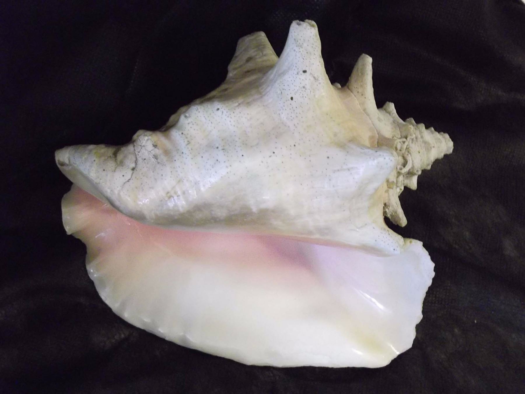 Natural White Coral Reef Specimens And Large Queen Conch Shell