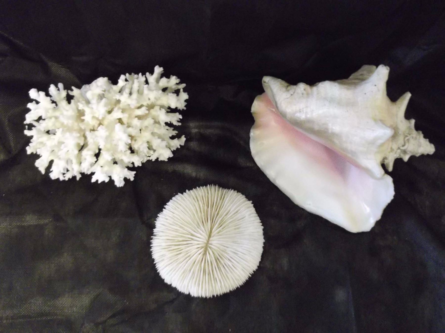 Natural White Coral Reef Specimens And Large Queen Conch Shell