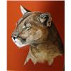Image 1 : Framed painting by Kay Lane (wife of noted  firearms engraver Ben Lane) of a mountain  lion, approxi