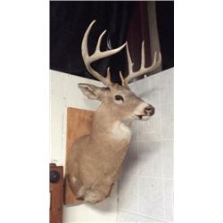 Deer Mount