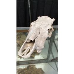 Cow Skull