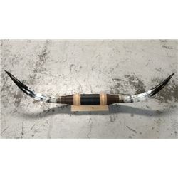 6ft Longhorn Steer Mount