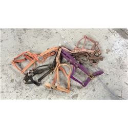 6 Good Used Halters