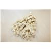 Image 2 : LARGE PIECE OF CORAL