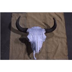Buffalo Skull- 27" W