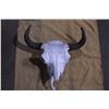 Image 1 : Buffalo Skull- 27" W