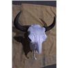 Image 2 : Buffalo Skull- 27" W