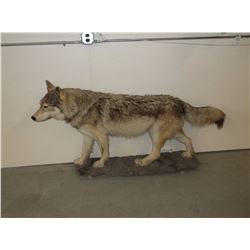 Full Mount Wolf- 35"H X 66"L- Base has Wheels