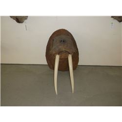Walrus Mount- 26" Faux Ivory Tusks