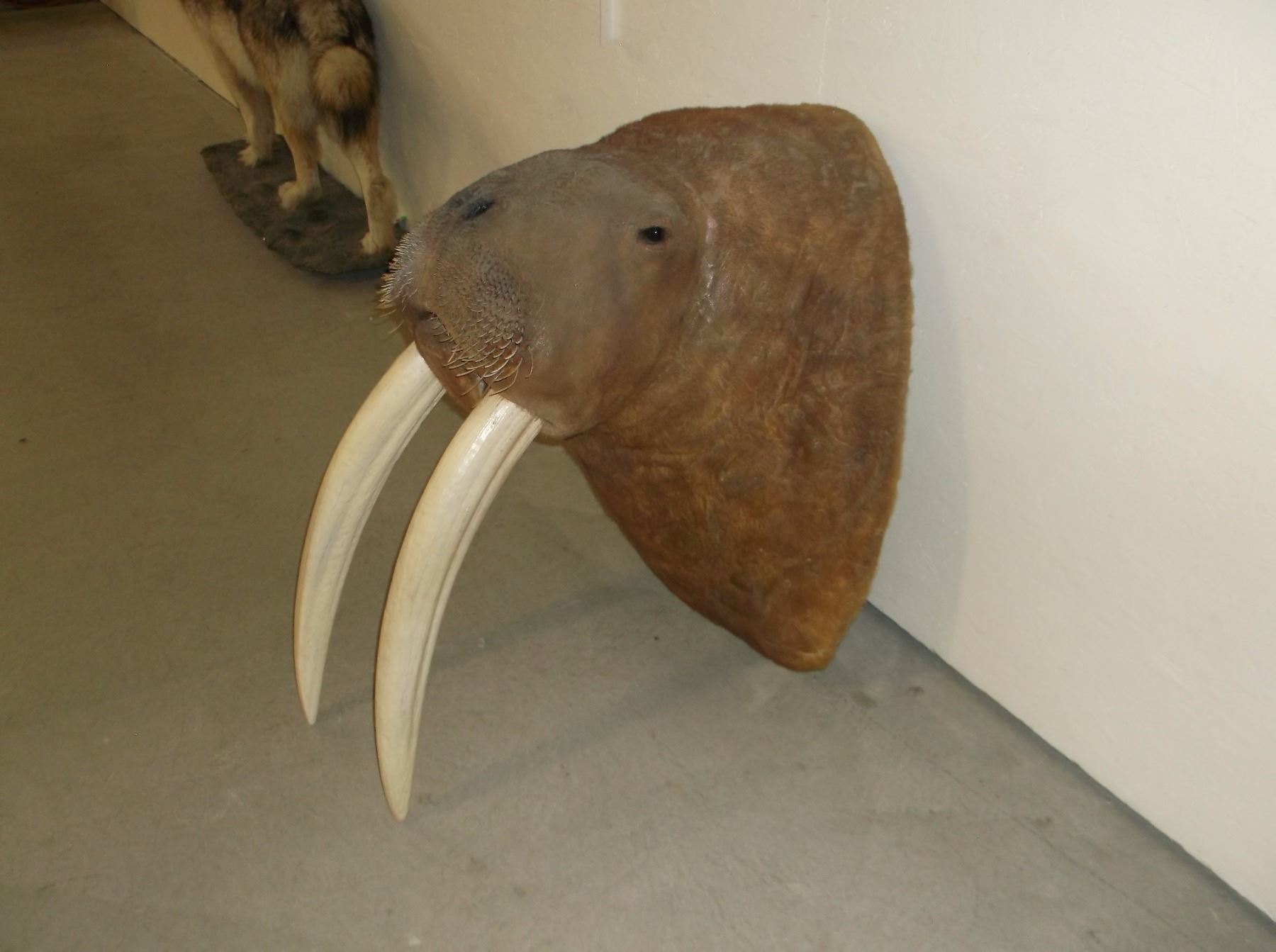 Walrus Mount- 26" Faux Ivory Tusks