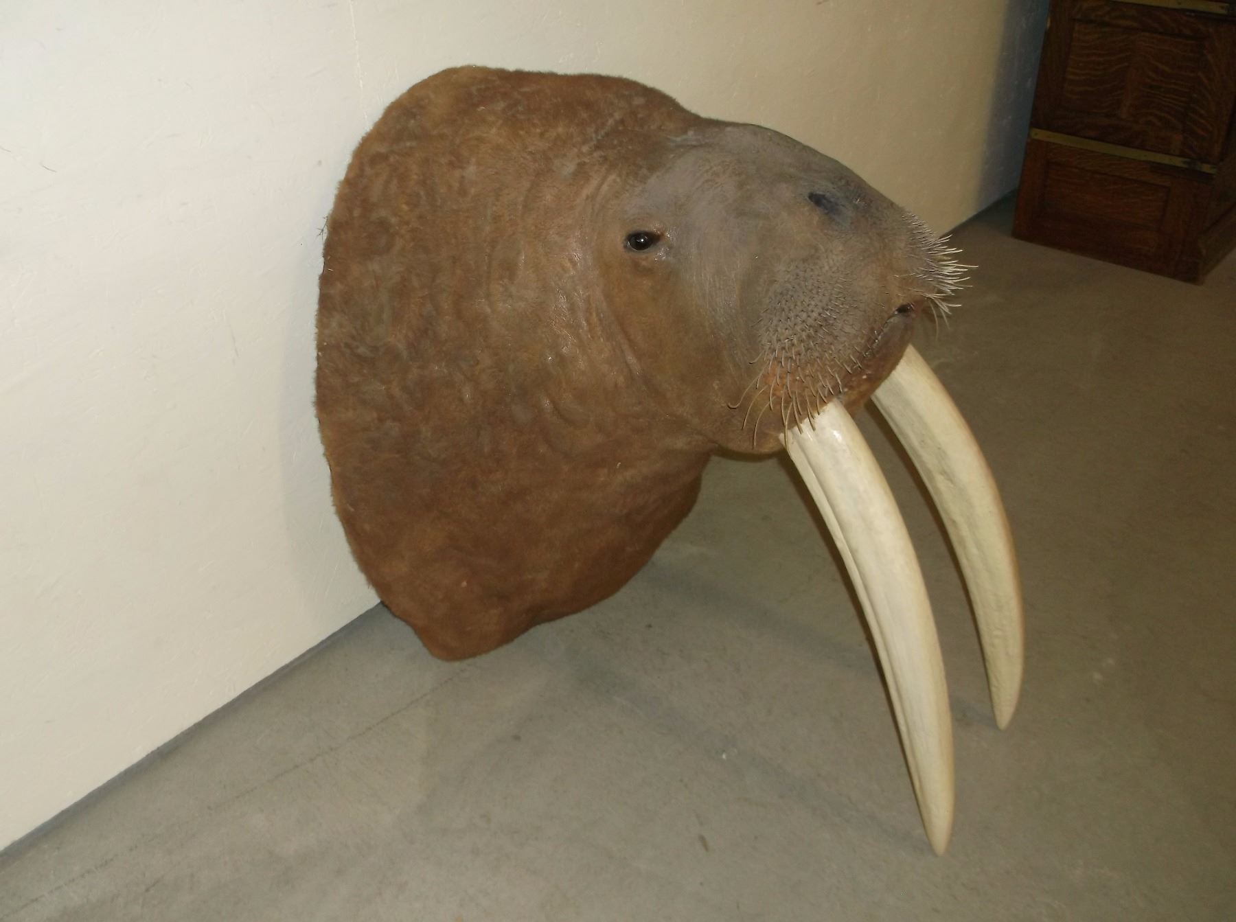 Walrus Mount 26" Faux Ivory Tusks