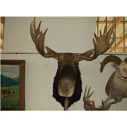 Moose Mount- 41" W