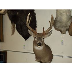 Non Typical Whitetail Mount- Very Heavy- Upper 140's" Class Buck