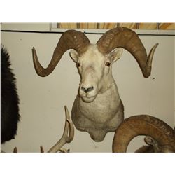 Stone Sheep Mount- 13.5" Bases- 35.5" Horns